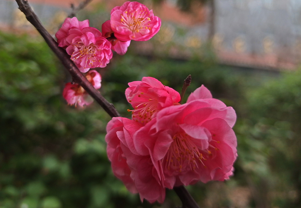 梅花笑春风3 摄影 红绿蓝