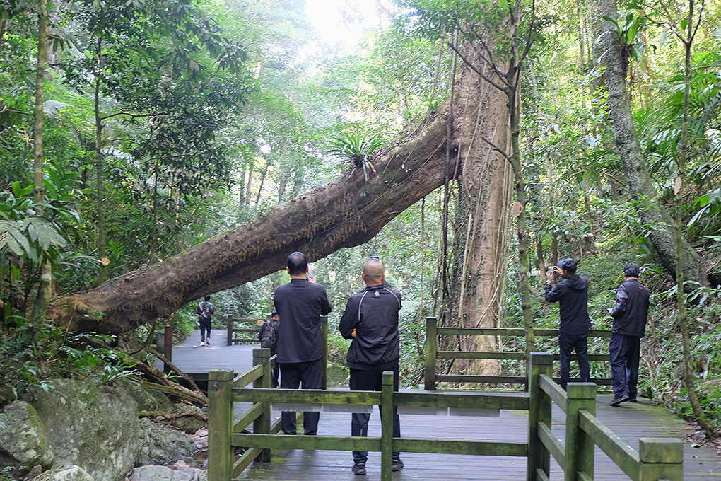 海南热带雨林公园05 摄影 尹成