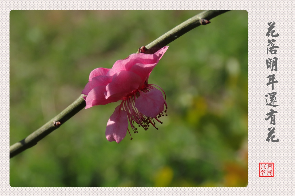 花落明年還有花 摄影 丙戌八月