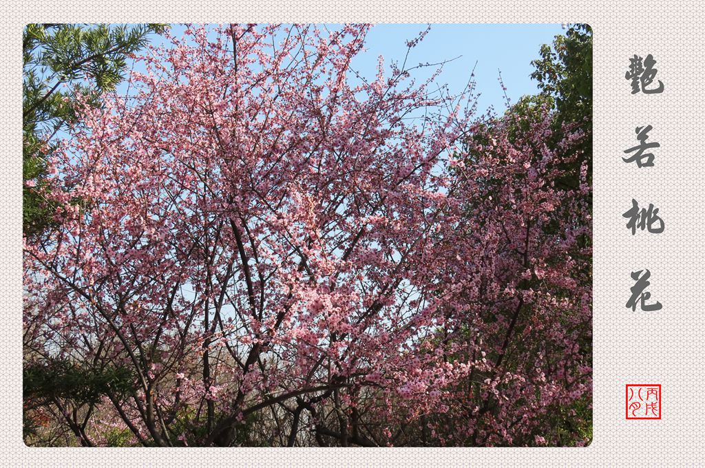 艷若桃花（美人梅） 摄影 丙戌八月