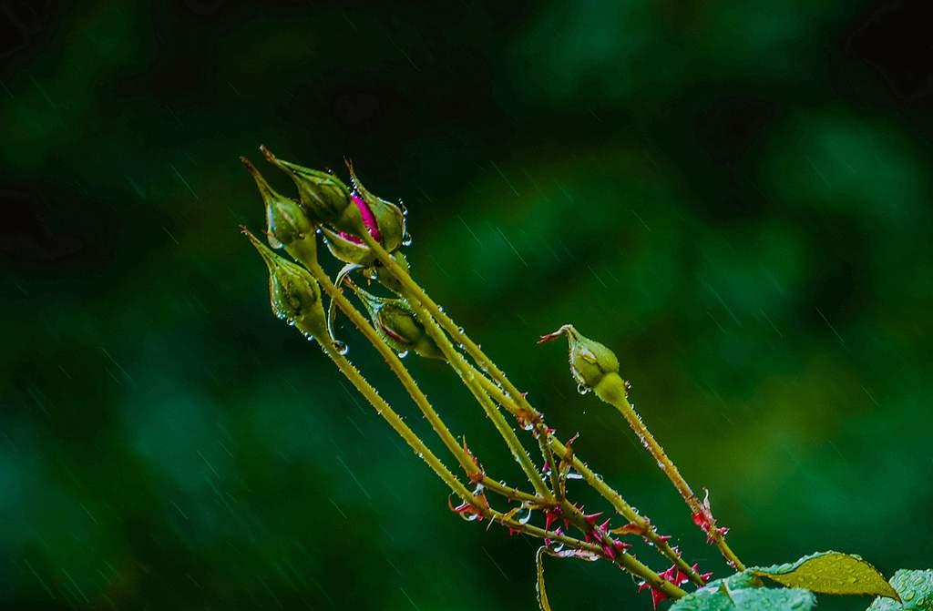 青岛春雨中的花蕾 摄影 qdzp