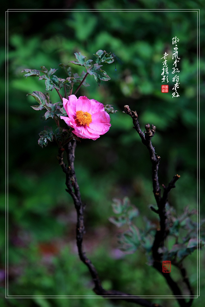 《傲立风中 孤独求败》 摄影 石门老克