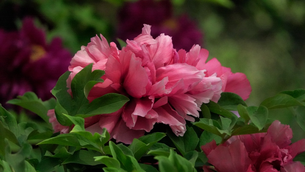 春暖花开——牡丹 摄影 丘山皓月