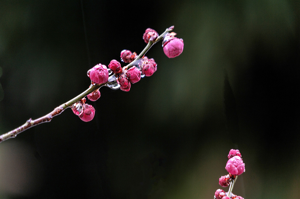 春花 春雨 摄影 老拙