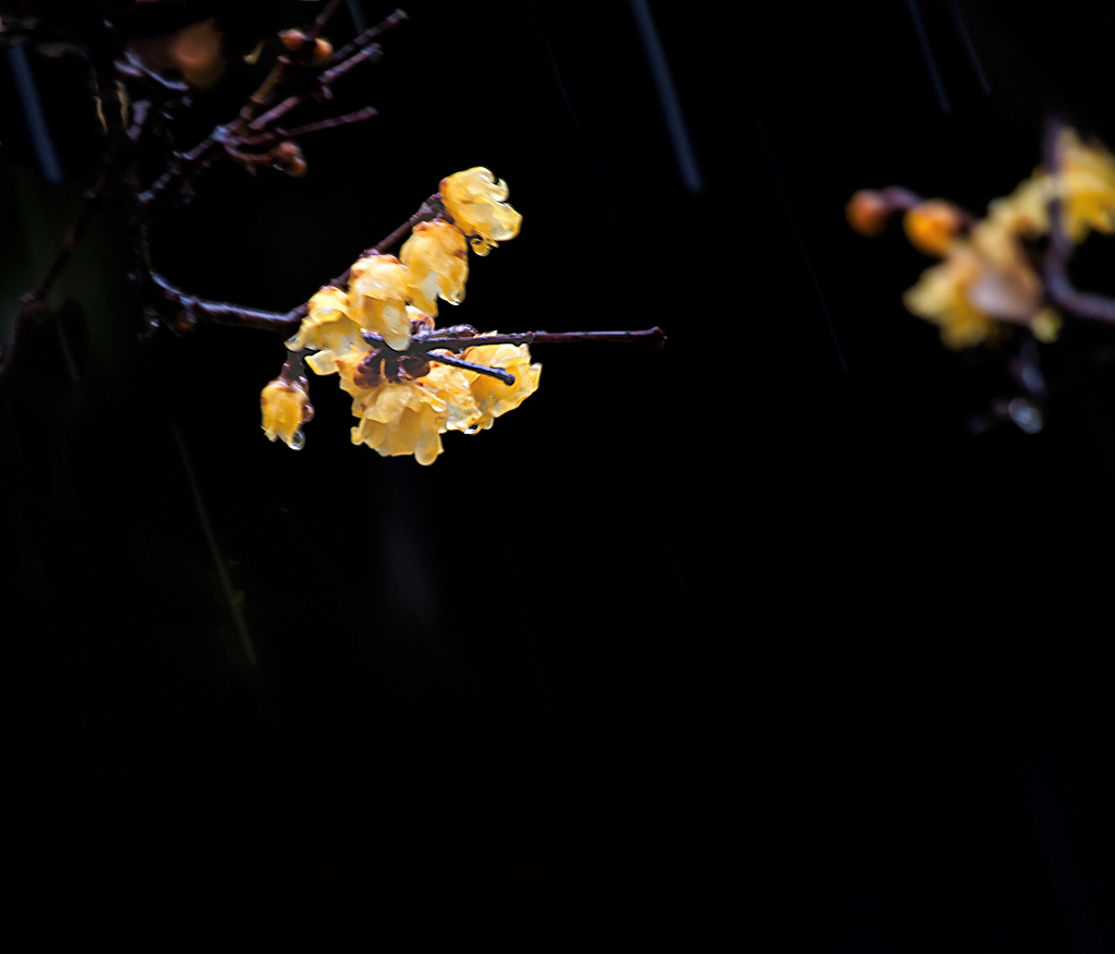 春花 春雨 摄影 老拙
