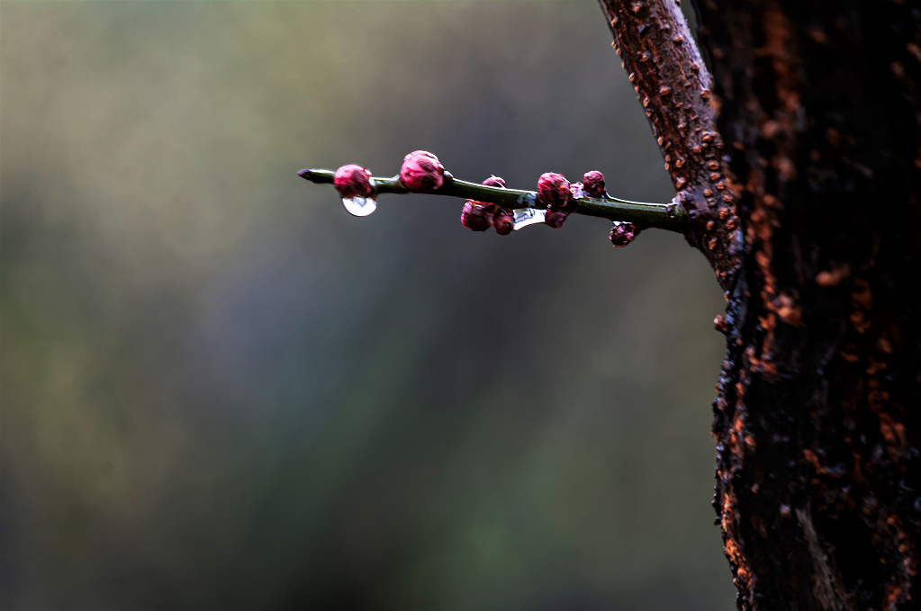 春花 春雨 摄影 老拙