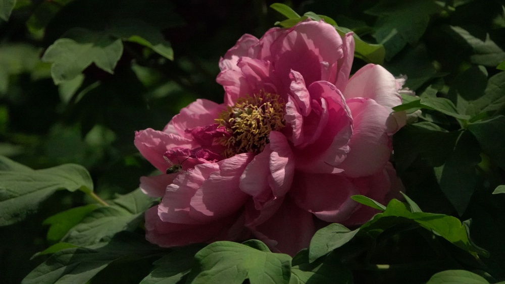 春暖花开——牡丹 摄影 丘山皓月