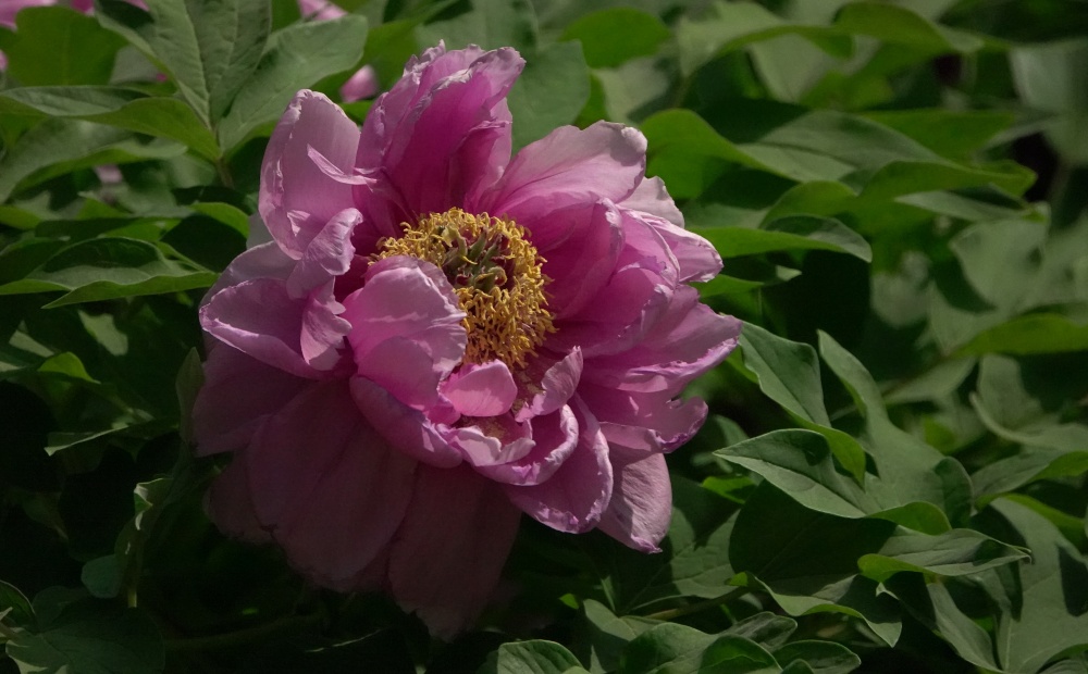 春暖花开——牡丹 摄影 丘山皓月