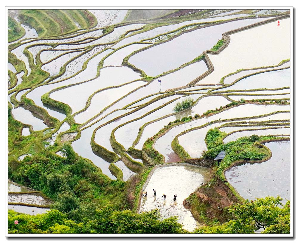 元阳梯田1 摄影 lanqingyin