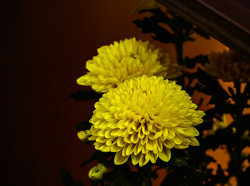 菊花 摄影 老拙