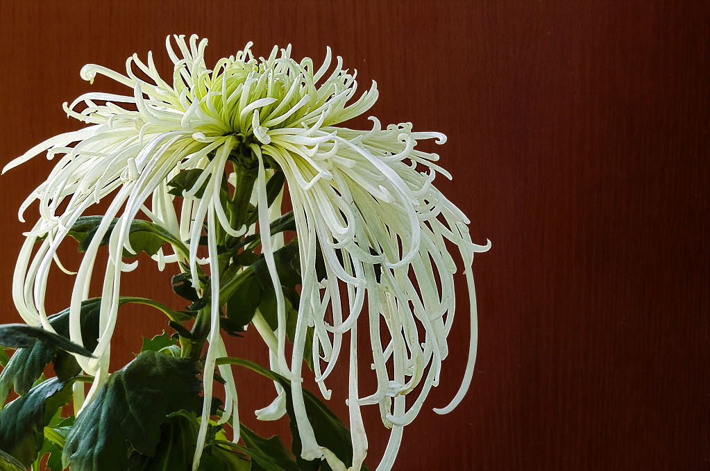 菊花 摄影 老拙